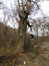 Pistacia-mutica_200-лет